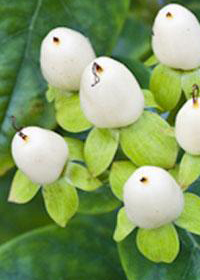 Hypericum Harvest White